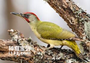 伊比利亚绿啄木鸟