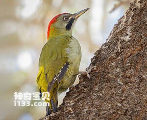 利氏绿啄木鸟