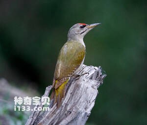 灰头绿啄木鸟