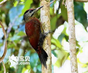 苏门答腊绿啄木鸟