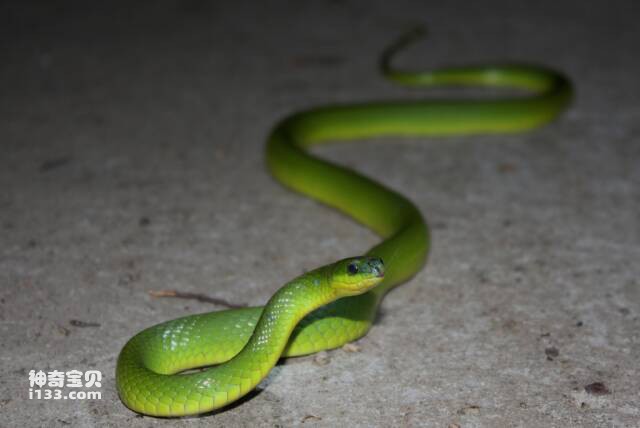 世界十大绿色蛇类