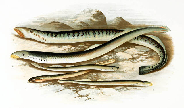 8几种欧洲七鳃鳗(1).jpeg