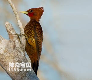 鳞胸啄木鸟