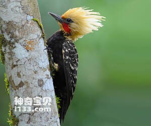 淡黄冠啄木鸟