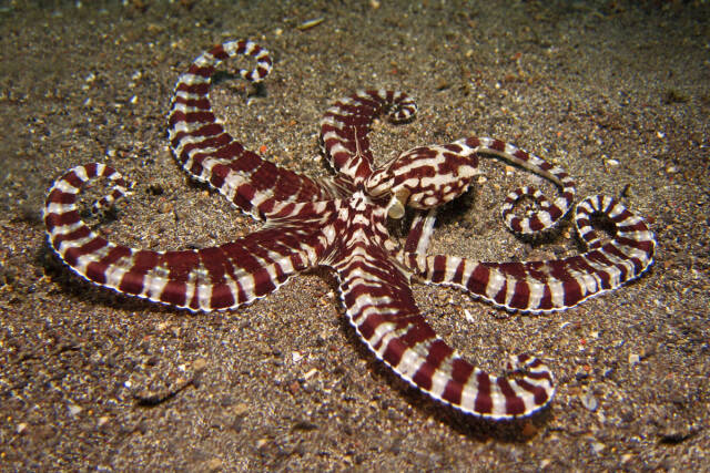 北苏拉威西8大不可思议的章鱼