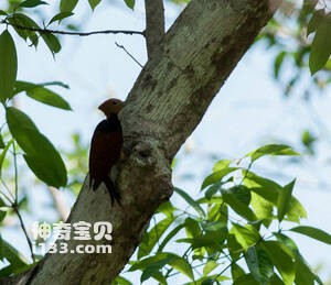 大西洋黑胸啄木鸟