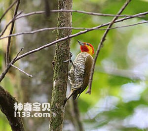 黄喉啄木鸟