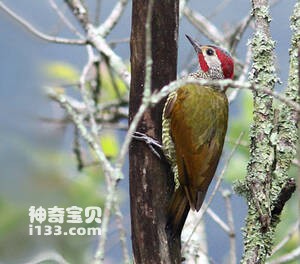 铜翅啄木鸟