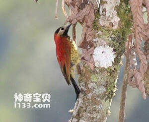 黑冠扑翅䴕