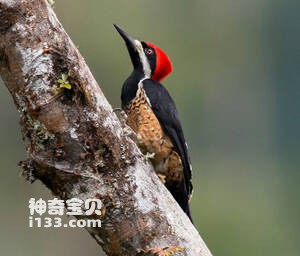 强健啄木鸟