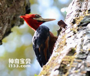 红颈啄木鸟