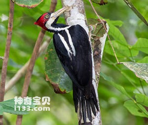 朱冠啄木鸟