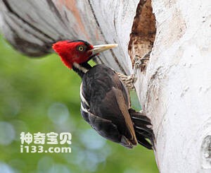 淡嘴啄木鸟