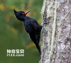 阿根廷啄木鸟