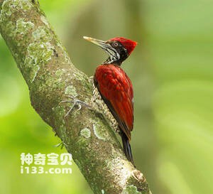 绯红背啄木鸟