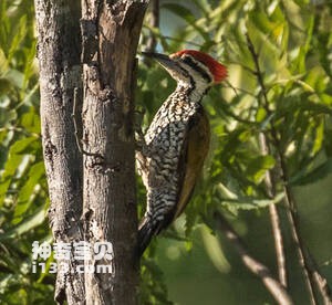 爪哇金背啄木鸟