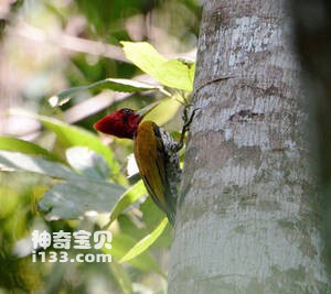 红头金背啄木鸟