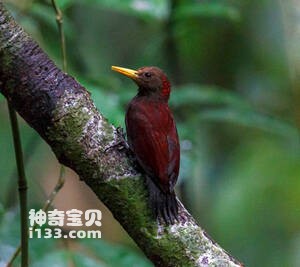 小栗啄木鸟