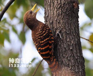 黄嘴栗啄木鸟