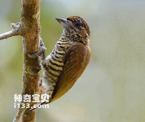 奥里姬啄木鸟