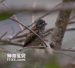 鳞斑姬啄木鸟