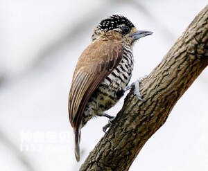 白斑姬啄木鸟