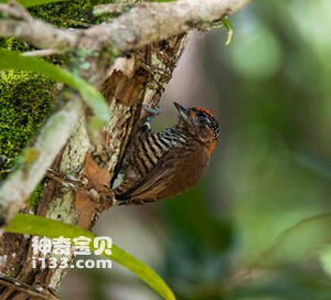 赭领姬啄木鸟