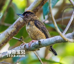 锈颈姬啄木鸟