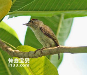 纯胸姬啄木鸟