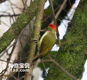 埃氏啄木鸟