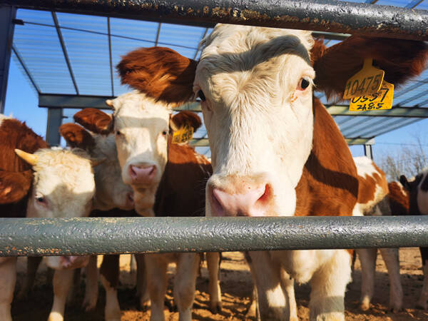 中国各省牛肉产量排名，全国牛肉产量排行榜