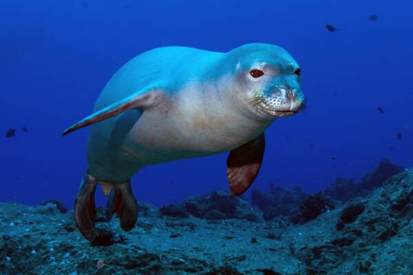 海洋十大珍稀动物