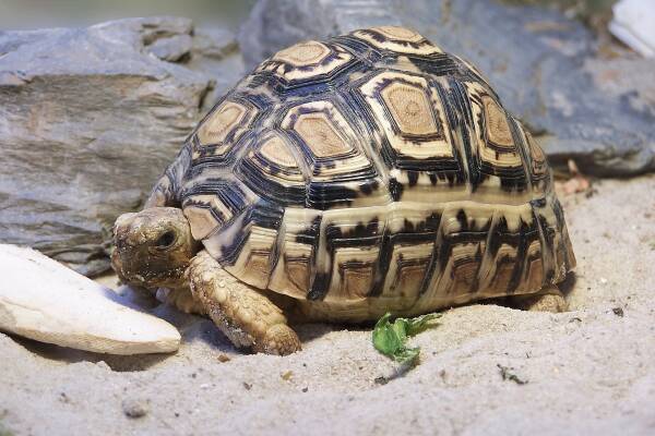 世界十大难养陆龟排行，麒麟陆龟仅排第二