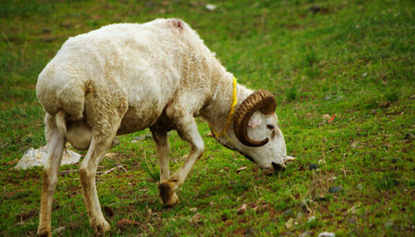 新疆十大好吃的羊排名，新疆10种优质羊盘点