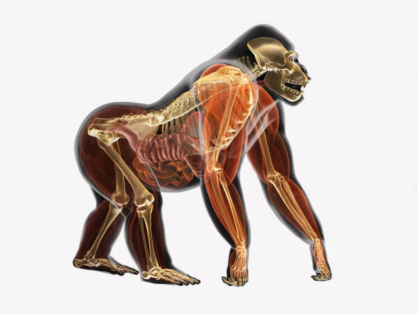 高级脊椎动物的12个器官系统及功能