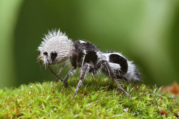 世界十大最毒蚂蚁排名，什么蚂蚁的毒性最强？