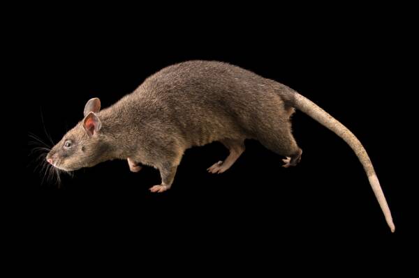 世界上最大的老鼠有多大？
