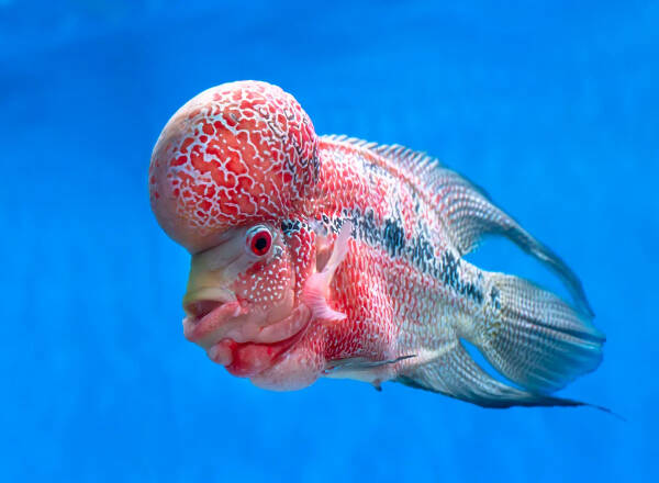 世界上12种奇奇怪怪的鱼，外星来的吧？