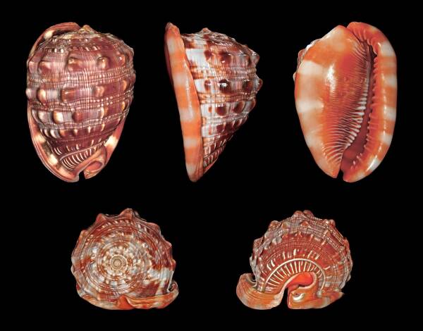 世界十大著名海螺，有一种生存了几亿年