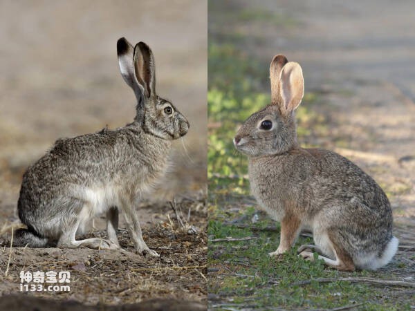 兔子和野兔有什么区别？