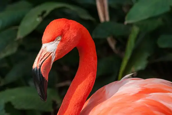 为什么火烈鸟是粉红色的？