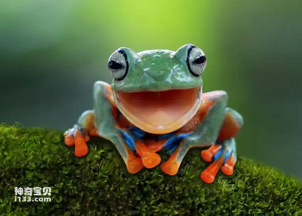 青蛙和蟾蜍有什么区别？