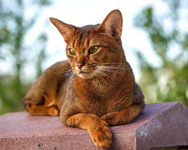 世界十大高冷宠物猫，哪个品种的猫最傲娇？