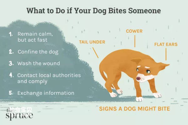 如何阻止狗咬伤，知道如果你的狗咬人该怎么办