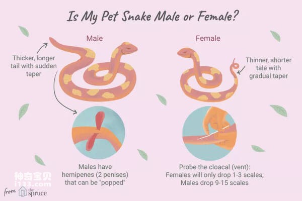 如何确定蛇的性别