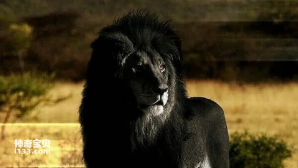 世界十大罕见黑色动物，优雅且神秘
