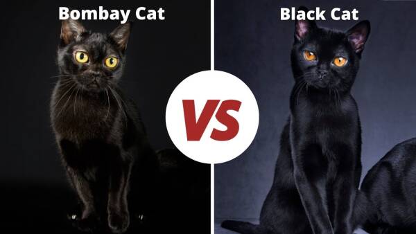 孟买猫和黑猫的区别