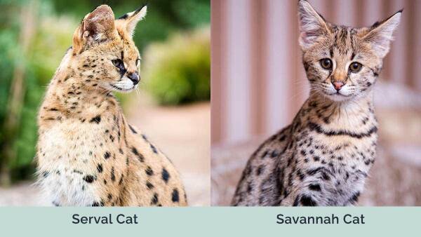 萨凡纳猫和薮猫的区别