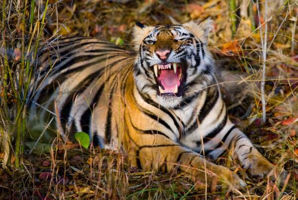 老虎有多强？与人类和其他动物相比的力量