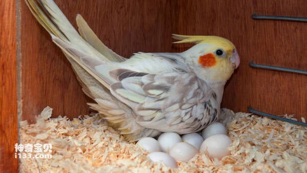 如何判断母鹦鹉体内有蛋了？
